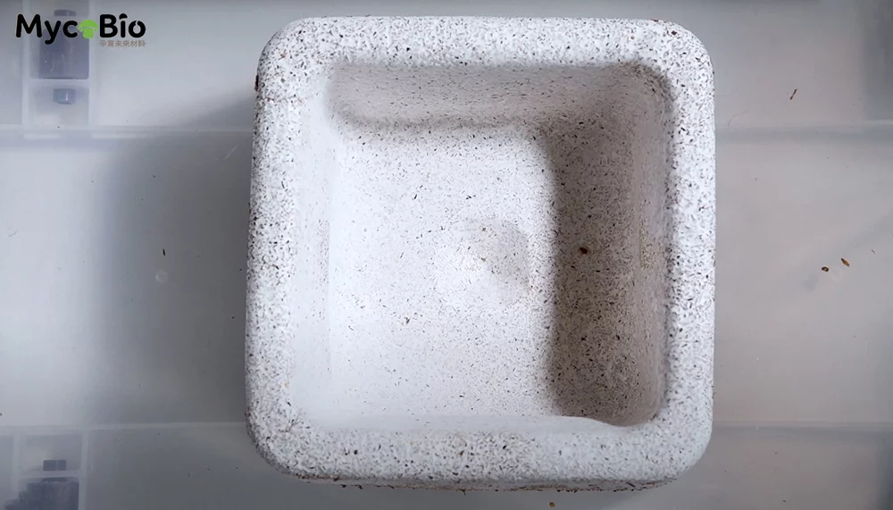 菌本|MycoBio DIY完整指南 5 3piuj pmjv5