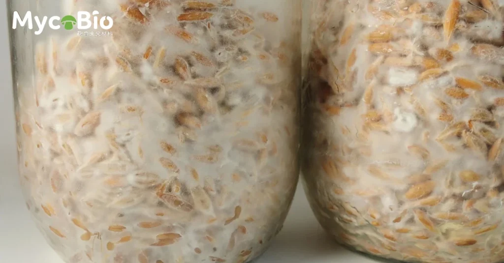 平菇 菌丝体材料套件(谷粒基材) 6 k3pvm