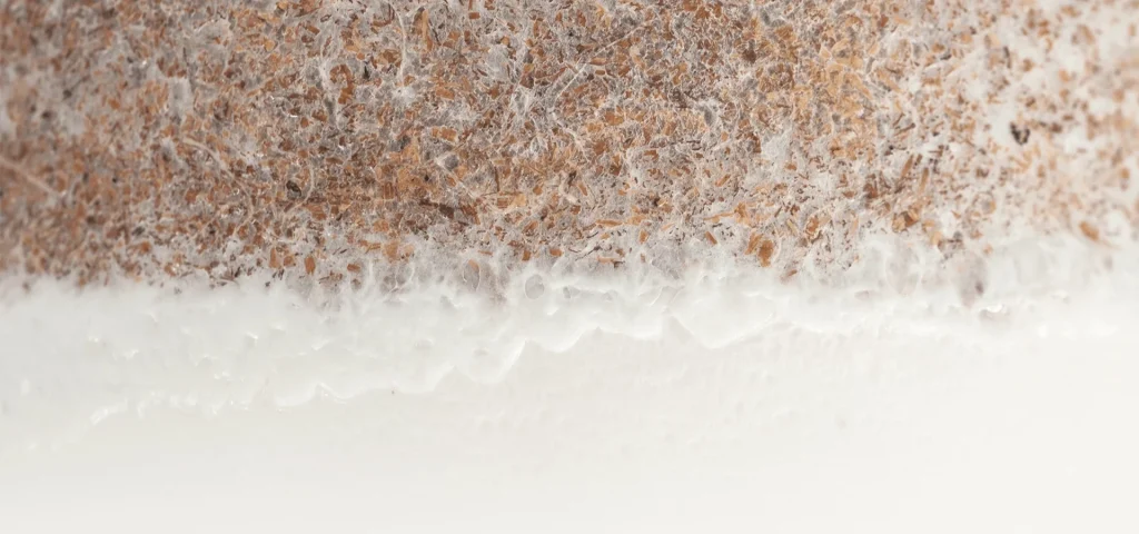 关于菌本 1 ngc1e