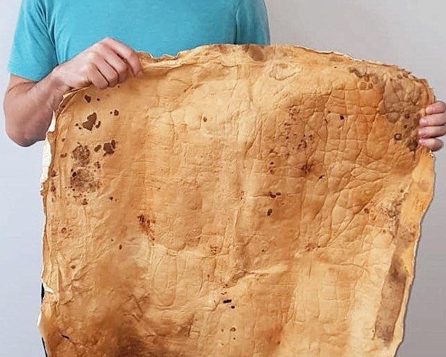 Tg Mycelium Fraunhofer Hinneburg