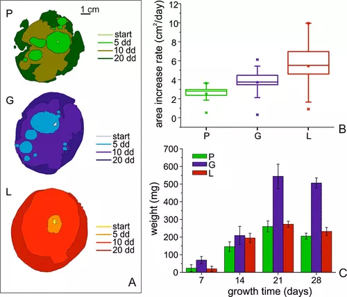 菌丝基材料物理化学性质和生长动态的微调 3 cgwec dvmcl
