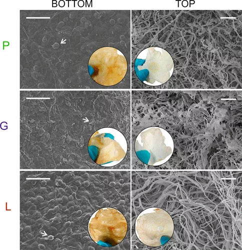 菌丝基材料物理化学性质和生长动态的微调 2 dhsww