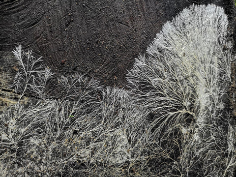 菌丝网络连接着我们所有人 2 image1