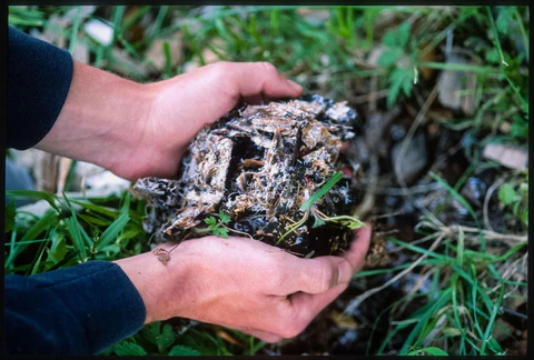 菌丝网络连接着我们所有人 3 image5