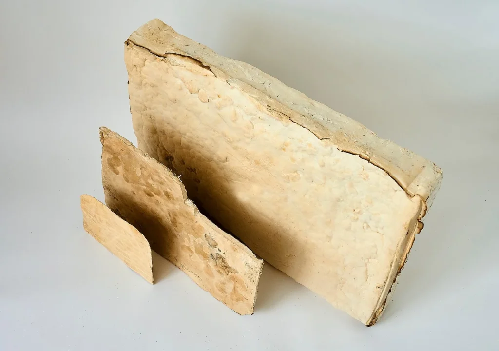 真菌菌丝体作为可持续产品的基础 2 kli1a a9aky