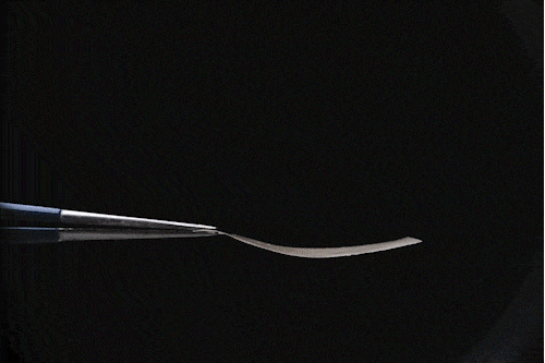 研究人员利用真菌开发活体材料 6 mycelial materials humidity web