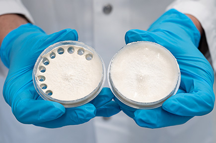 研究人员利用真菌开发活体材料 5 mycelial materials kultur para