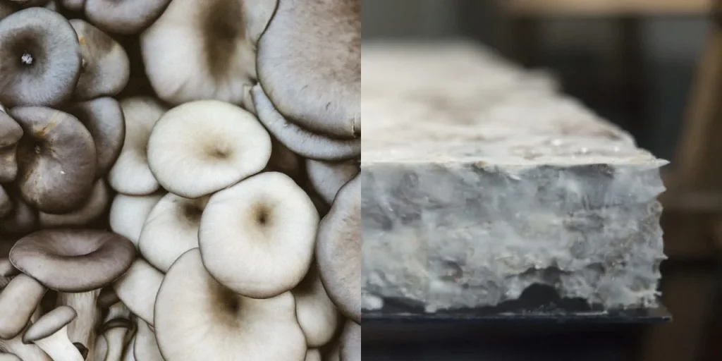天然保温,你需要知道的事 12 mycelium Large.jpeg
