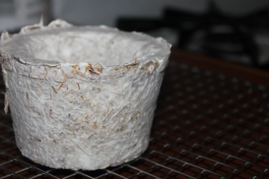 如何利用蘑菇菌丝体培育物体 6 myycv vzv56