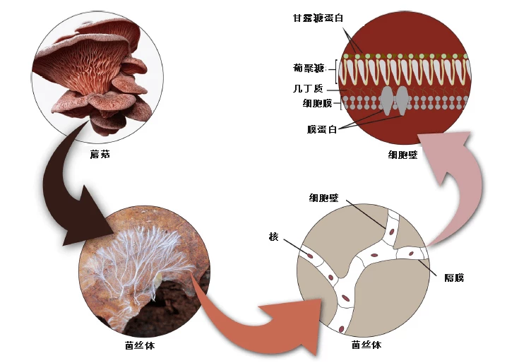 真菌基产品?这就是菌丝体的商业未来! 2 n51md 34gyd