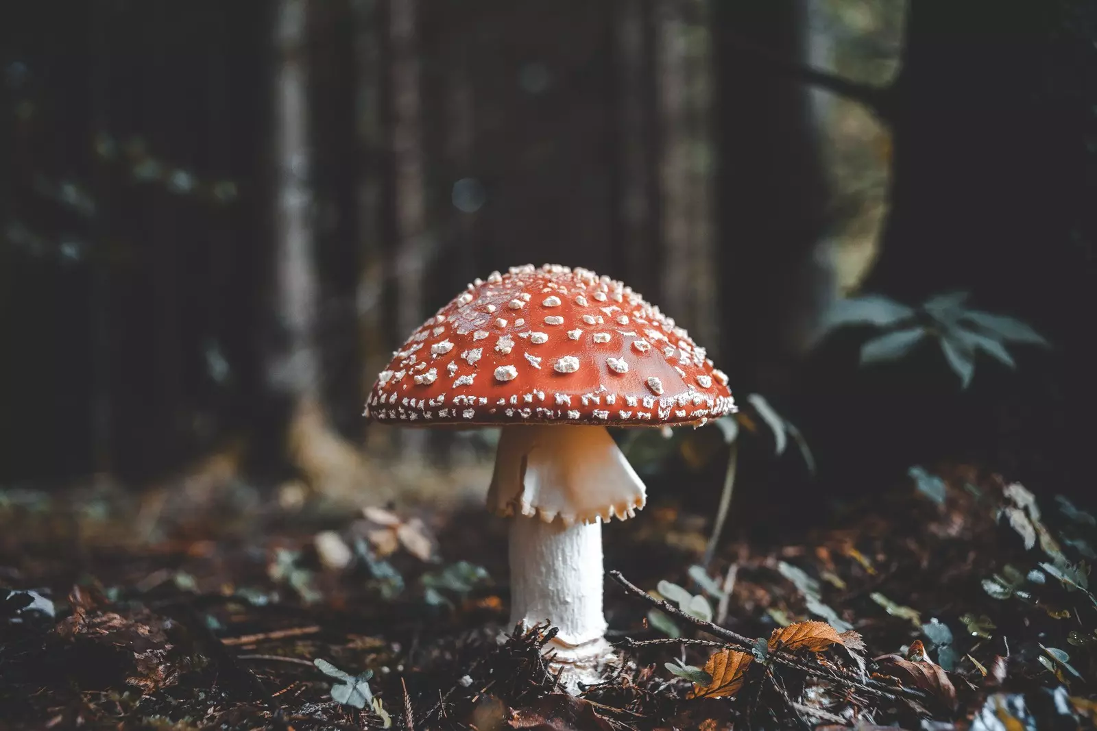 用蘑菇制成的纯素皮革,或许能塑造可持续时尚的未来 1 responsiv