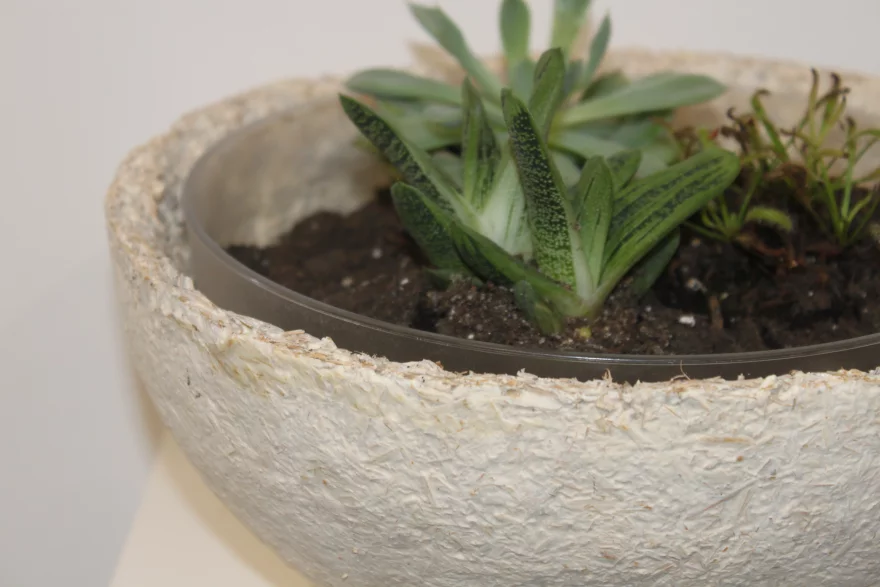 如何利用蘑菇菌丝体培育物体 8 wjxnj 192on