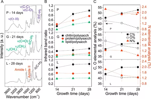 菌丝基材料物理化学性质和生长动态的微调 5 xhl8b 1e6qw