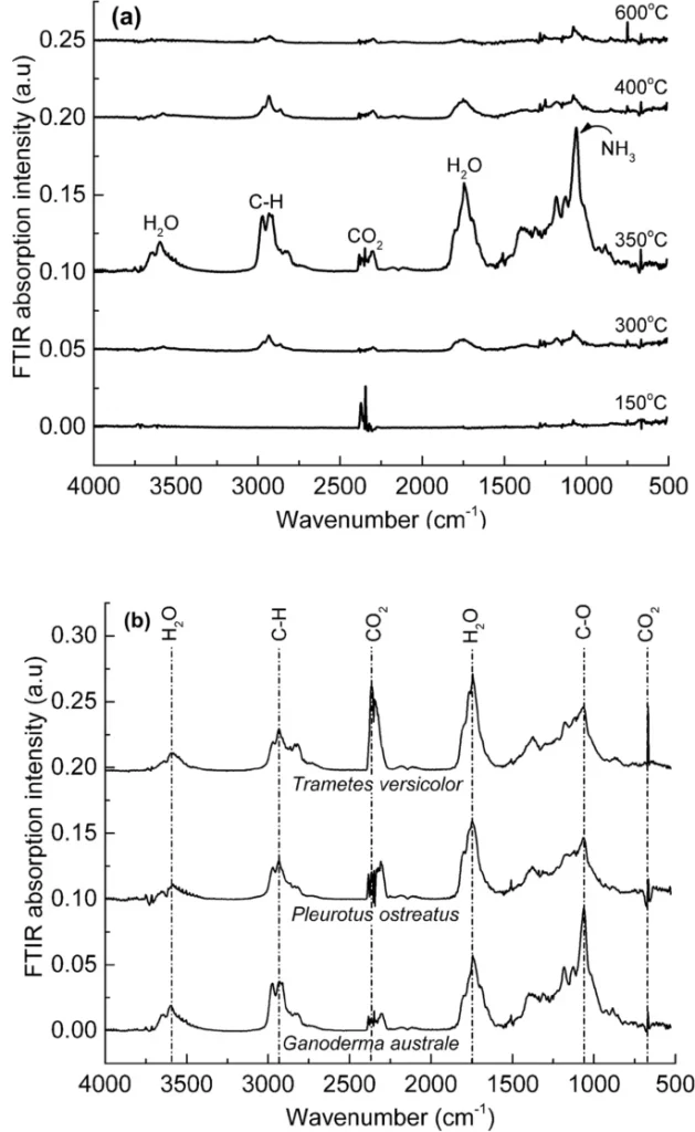 生长速率、微观结构特性和生化组成对菌丝体真菌热稳定性的影响 9 y28mk dbj8h