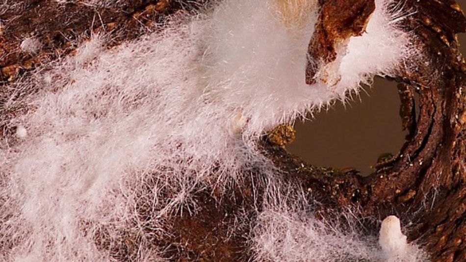 菌丝体遇上市场现实:知识产权在可持续材料规模化生产中的默默作用 1 0001036 micelio 950