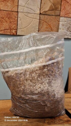 菌种生产中细菌污染的根本原因分析 4 476046508 928333876168437 938694792729491893 n 281x500 1