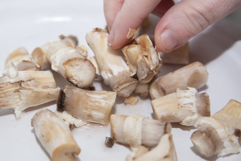 什么是蘑菇菌丝体?用途及生长方式 11 Button mushroom stems 1