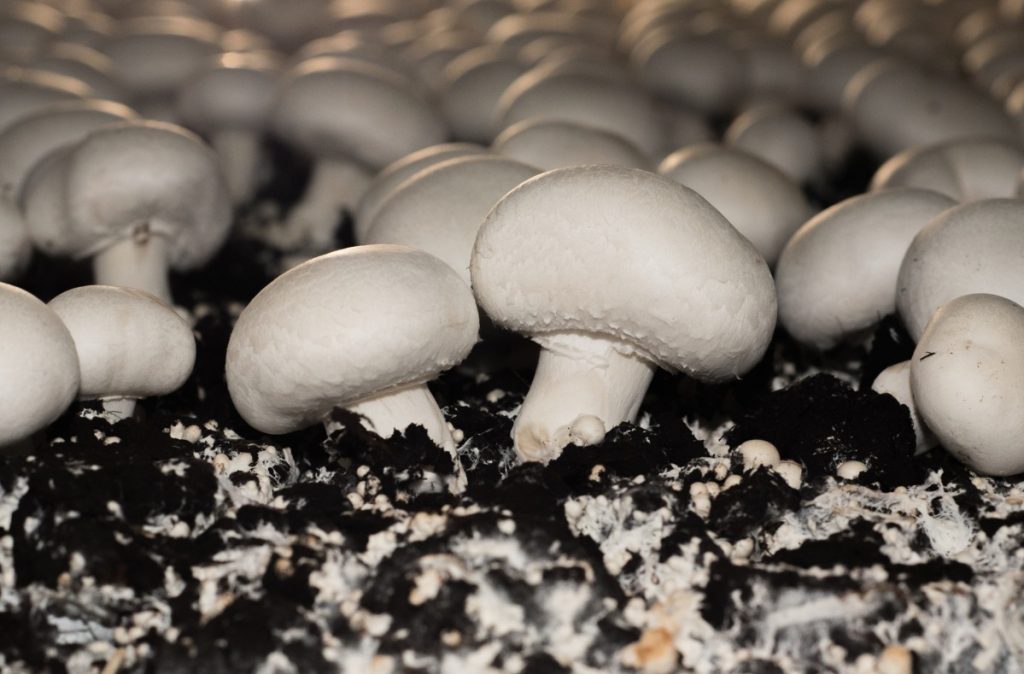 Button mushrooms growing on compost