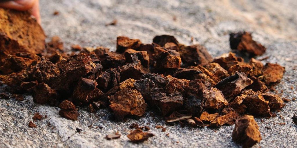 药用蘑菇:完整指南 11 Chaga Mushrooms 1
