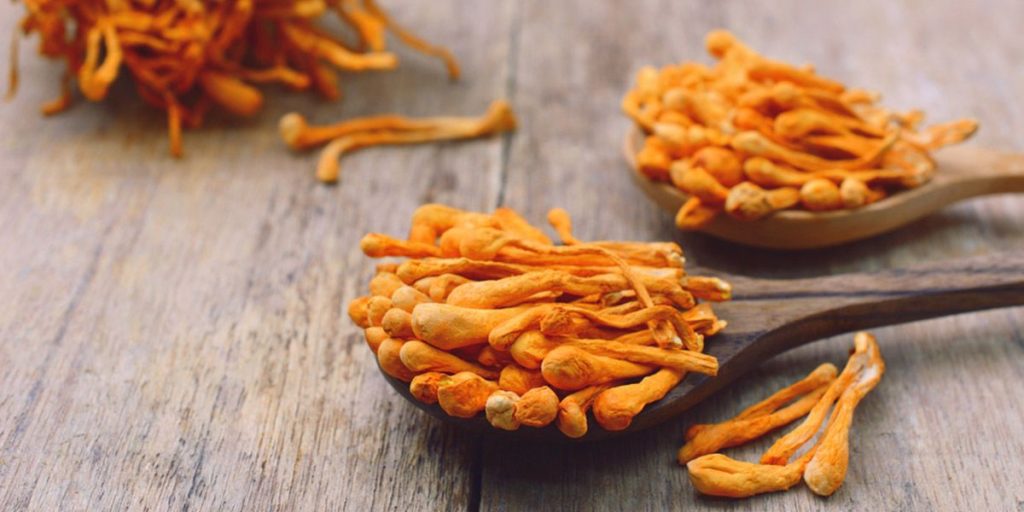 药用蘑菇:完整指南 15 Cordyceps Mushrooms 1