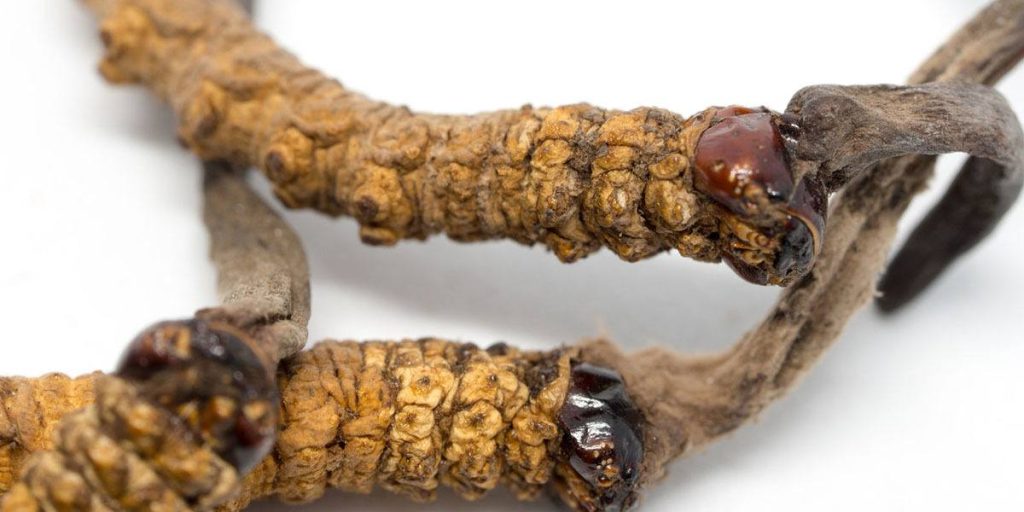 药用蘑菇:完整指南 5 Cordyceps Mushrooms 2