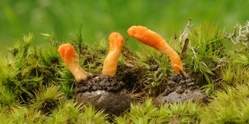 药用蘑菇:完整指南 4 Cordyceps Mushrooms Reproduce