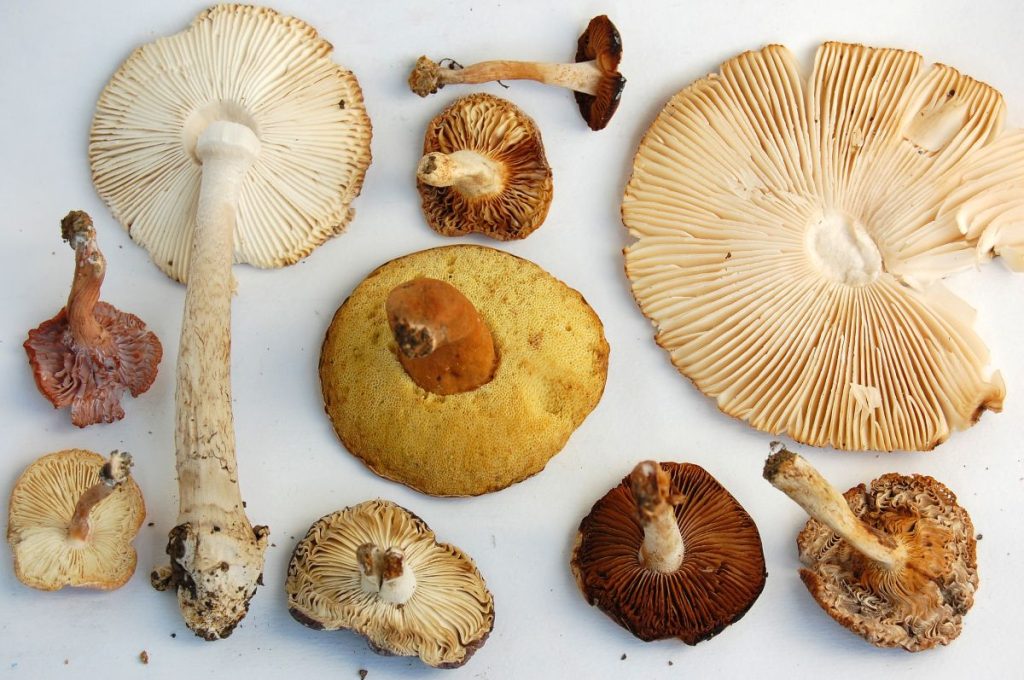 Different mushroom undersides