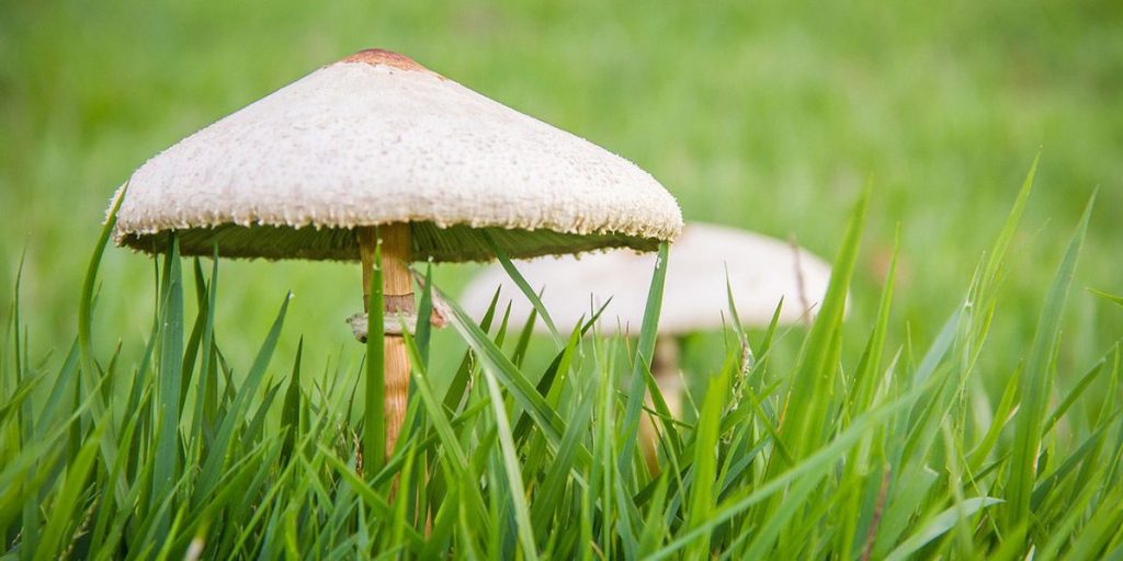 药用蘑菇:完整指南 3 Fungi