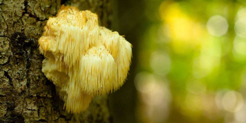 药用蘑菇:完整指南 14 Lions Mane Mushrooms 1