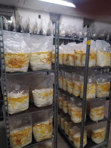 菌种生产中细菌污染的根本原因分析 3 M9827 7LSUB bacterial infection 1 1 375x500 1