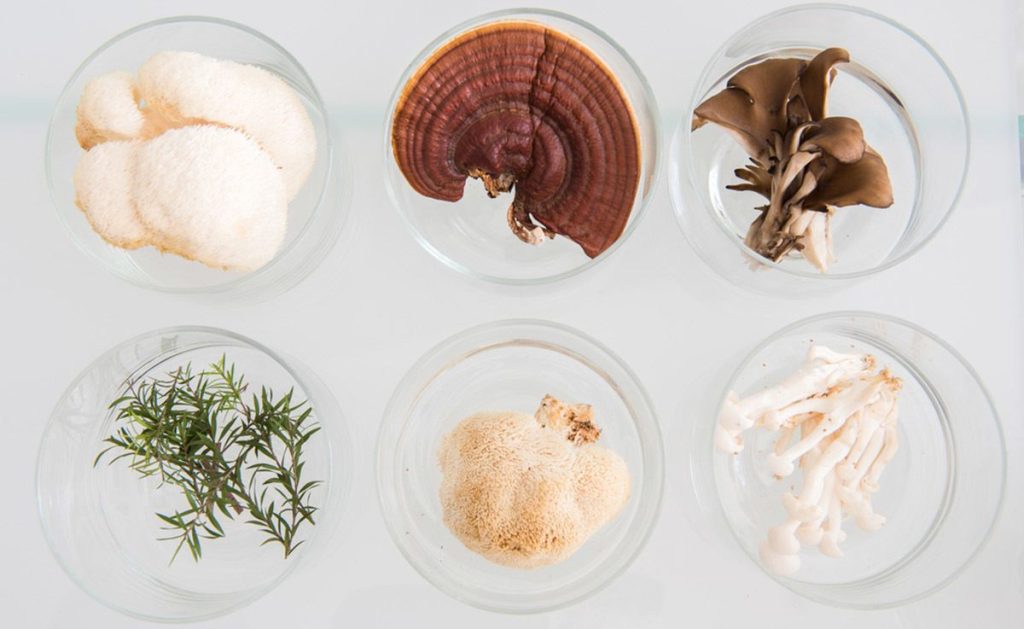 药用蘑菇:完整指南 9 Main Benefits Of Medicinal Mushrooms