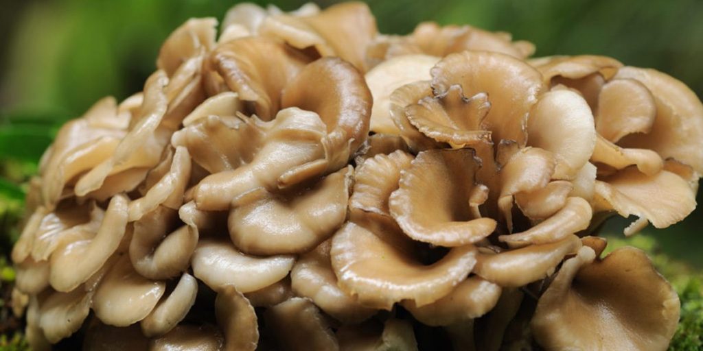 药用蘑菇:完整指南 13 Maitake Mushrooms 1
