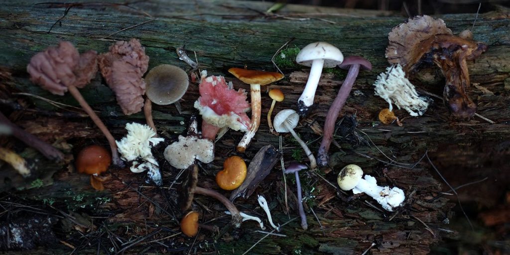 药用蘑菇:完整指南 2 Medicinal Mushroom Use