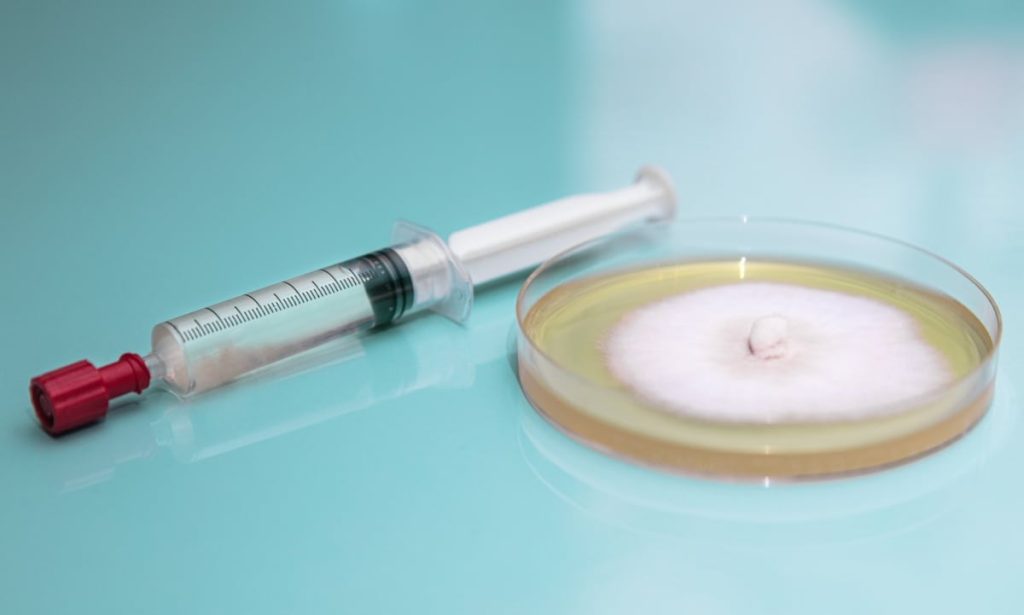 Mushroom culture and mycelium growing in an agar plate