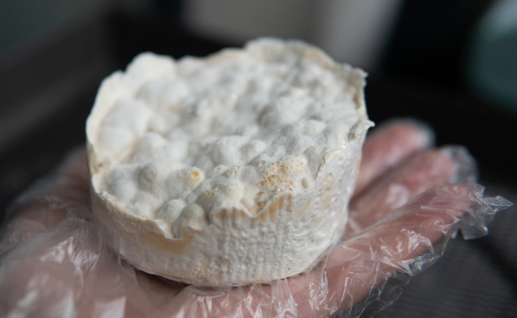 什么是蘑菇菌丝体?用途及生长方式 4 Mushroom mycelium on grain for supplements