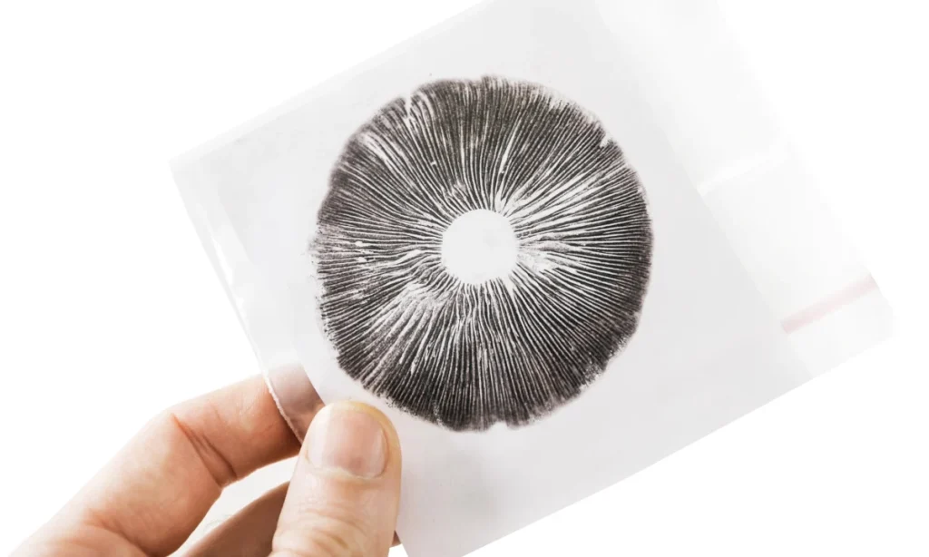 Mushroom spore print in a plastic bag