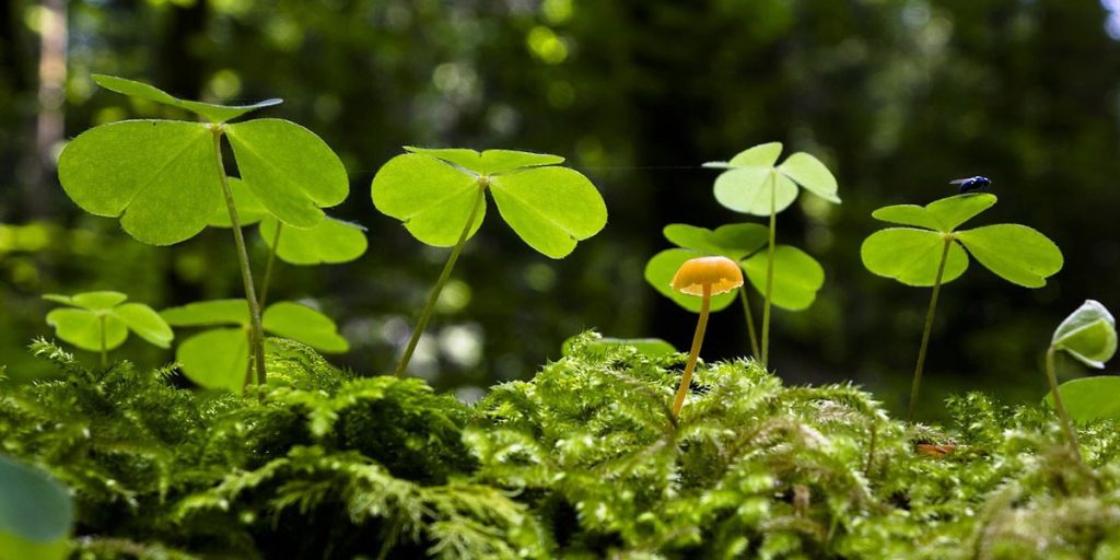药用蘑菇:完整指南 7 Mushrooms Compared To Plants