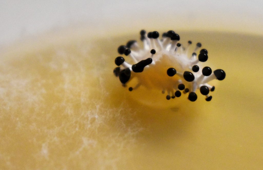 蘑菇生命周期的详细解释 8 Mushrooms Pinning