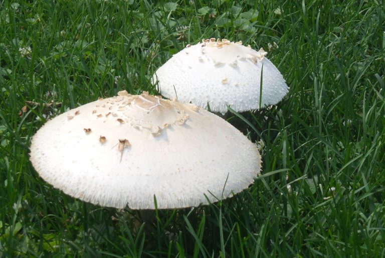 Mushrooms growing in a backyard lawn