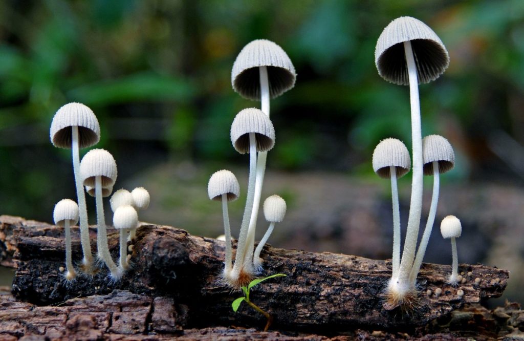 蘑菇生命周期的详细解释 10 Mushrooms growing on rotting wood