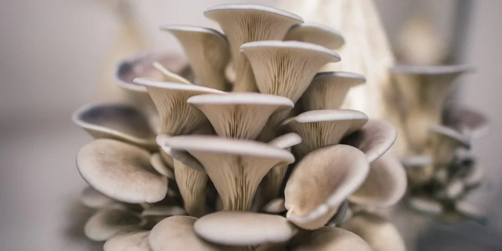 药用蘑菇:完整指南 17 Oyster Mushrooms
