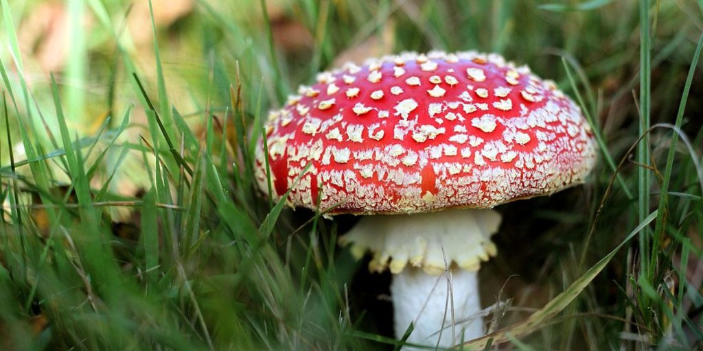 蘑菇的健康和营养益处 11 Potential Health Risks Of Consuming Mushrooms