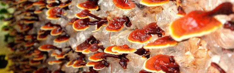 Reishi Mushroom Benefits 1