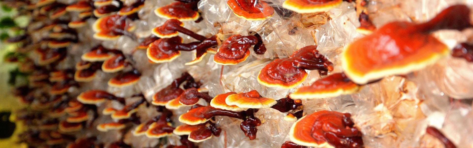 Reishi Mushroom Benefits 1