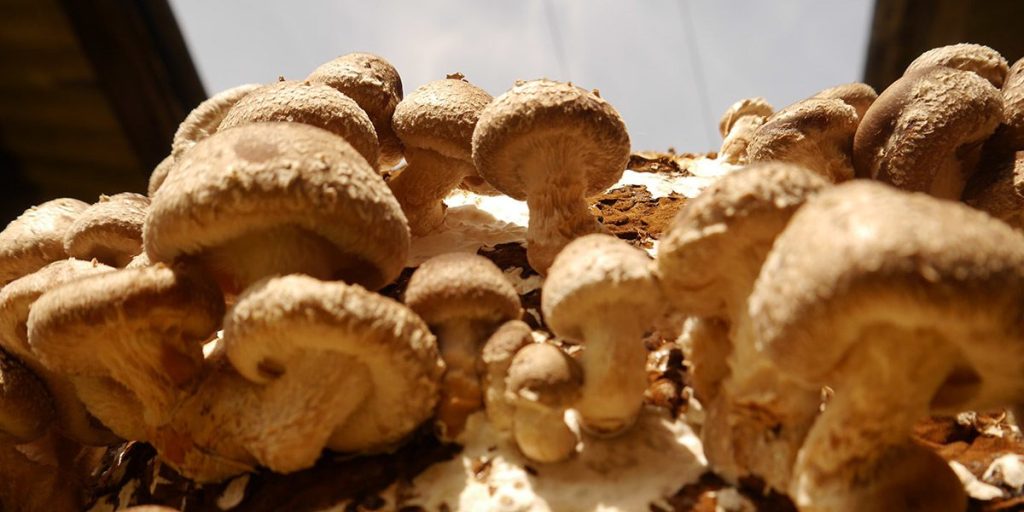 药用蘑菇:完整指南 16 Shiitake Mushrooms 1
