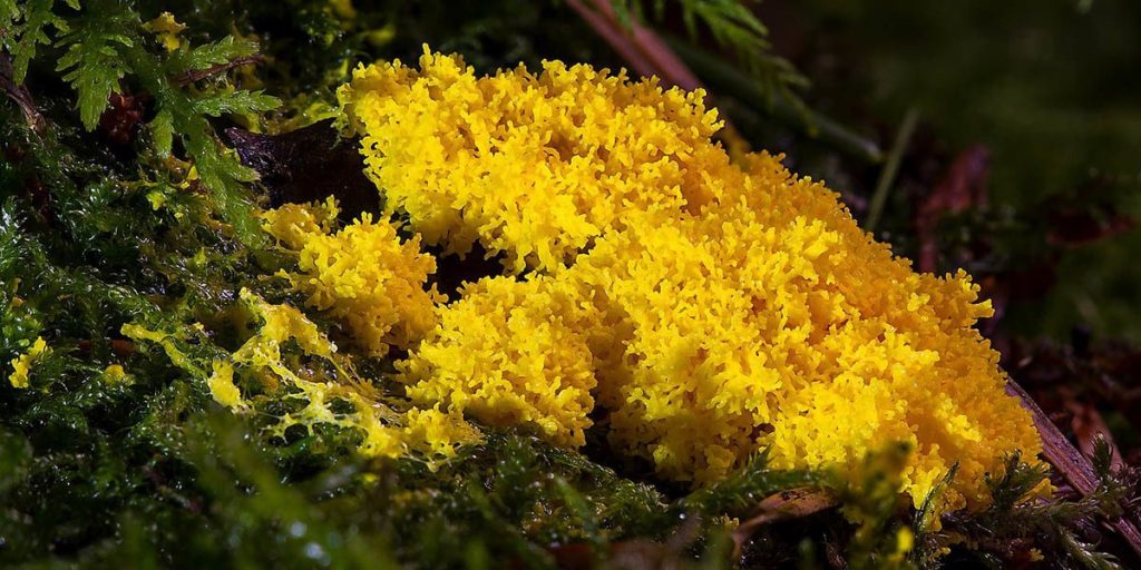 药用蘑菇:完整指南 6 Slime Molds