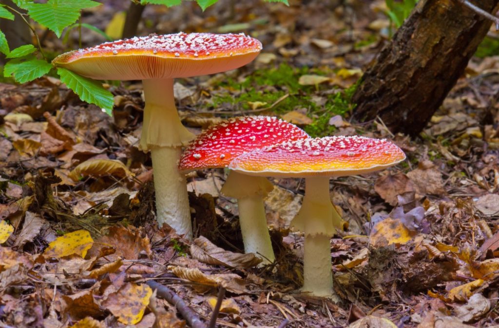 蘑菇生命周期的详细解释 3 Toadstools