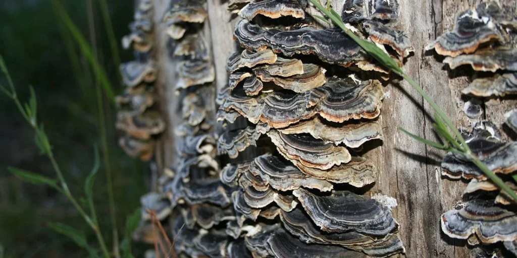 药用蘑菇:完整指南 12 Turkey Tail Mushrooms