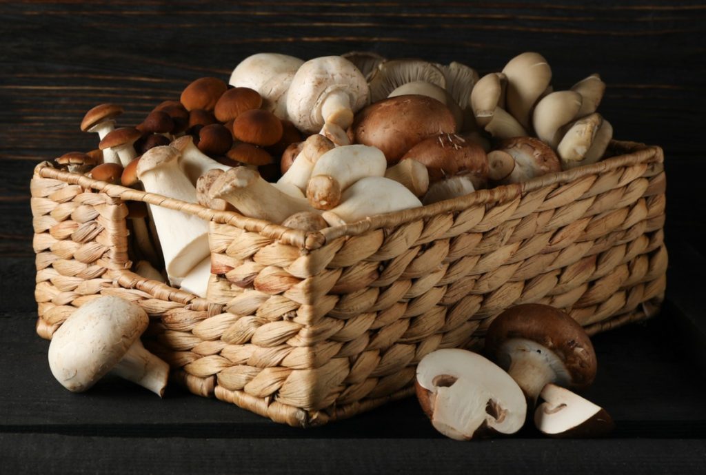 assorted mushrooms