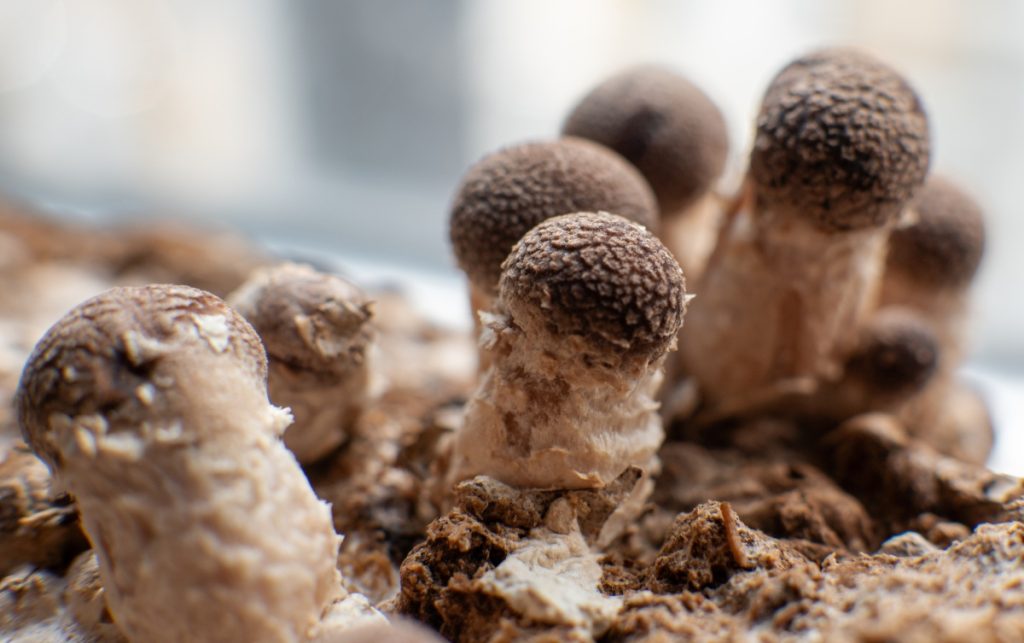 蘑菇生命周期的详细解释 11 baby mushrooms